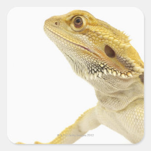 髭があるドラゴン(Pogona Vitticeps) スクエアシール