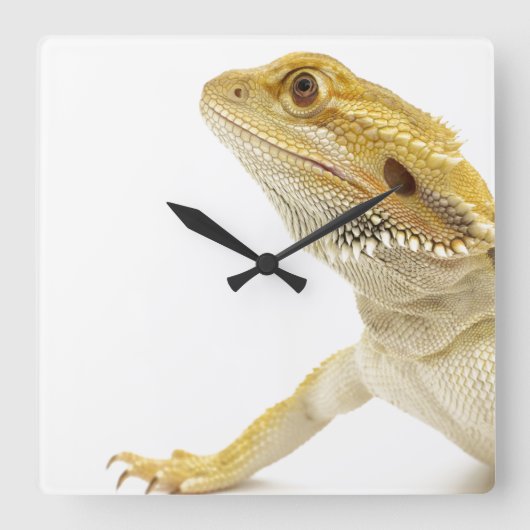 髭があるドラゴン(Pogona Vitticeps) スクエア壁時計 (正面)