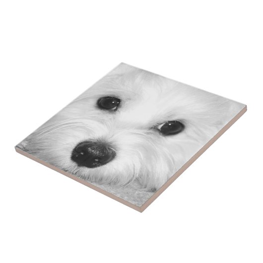 魂のこもった視線マルチーズ犬の愛情のこもった目 タイル (側面)