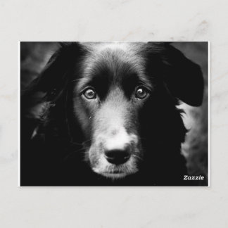 魂の目 ポストカード