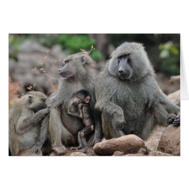 魅了された生命、湖Manyara (正面横)