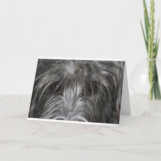 魅了する目 カード