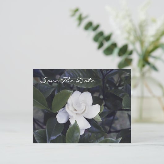 魅力的なガーデニア日付はがきを保存 案内ポストカード (スタンド正面)