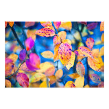 魅力的なコトネ葉スター