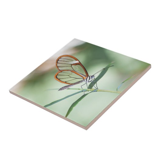 魅力的澄ん蝶 タイル (側面)