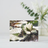 魅惑のカエル ポストカード (スタンド正面)