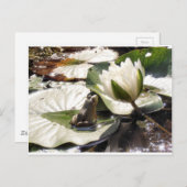 魅惑のカエル ポストカード (正面/裏面)