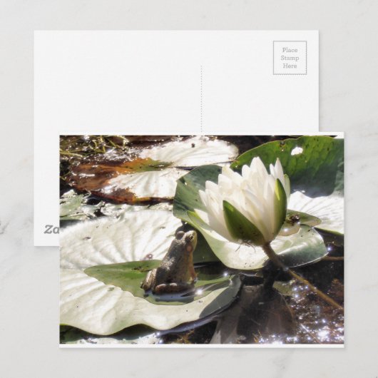 魅惑のカエル ポストカード (正面/裏面)