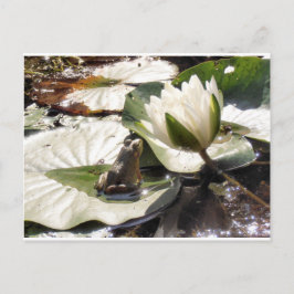 魅惑のカエル ポストカード