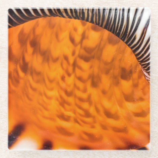 魅惑のシーシェル ガラスコースター (正面)