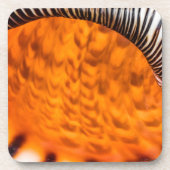 魅惑のシーシェル コースター (正面)