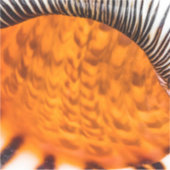 魅惑のシーシェル シール (正面)