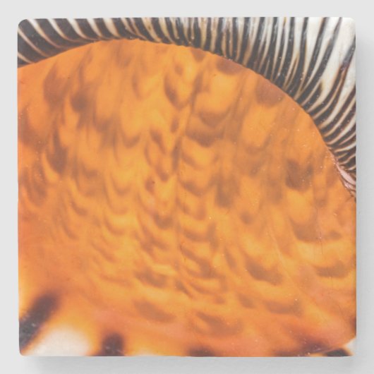 魅惑のシーシェル ストーンコースター (正面)