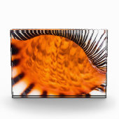 魅惑のシーシェル フォトブロック (正面)