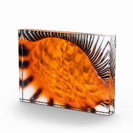 魅惑のシーシェル フォトブロック