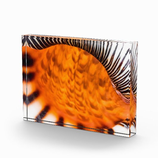 魅惑のシーシェル フォトブロック (右)