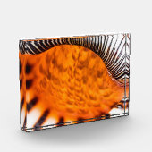 魅惑のシーシェル フォトブロック (左)