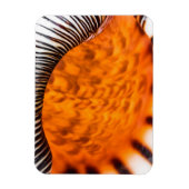 魅惑のシーシェル マグネット (縦)