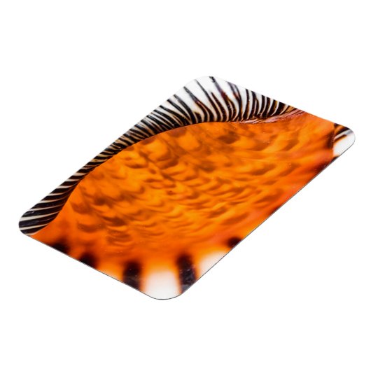 魅惑のシーシェル マグネット (左側)