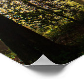 魅惑の森の太陽の光1 ポスター (角)