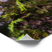 魅惑の森の滝 ポスター (角)