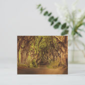 魅惑の森の道4 ポストカード (スタンド正面)