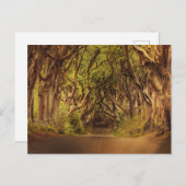 魅惑の森の道4 ポストカード (正面/裏面)