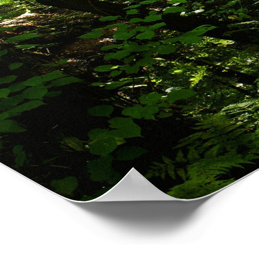 魅惑の森の道5 ポスター (角)