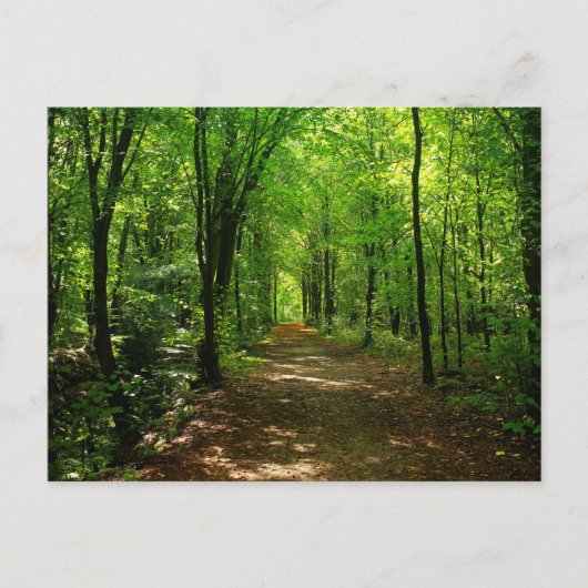 魅惑の森の道5 ポストカード (正面)