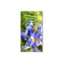 魅惑の自然 春の花コレクション