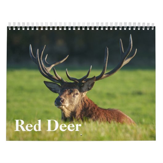 魅惑の赤鹿 カレンダー (カバー)