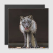 魅惑的なシルバーキツネ (正面/裏面)