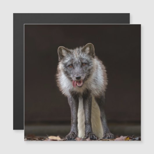 魅惑的なシルバーキツネ (正面/裏面)