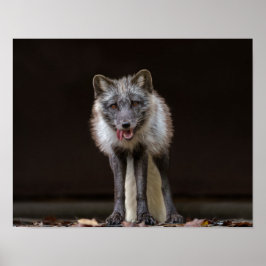 魅惑的なシルバーキツネ ポスター