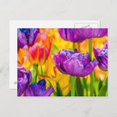 魅惑的なディープピンクのチューリップ ポストカード (正面/裏面)