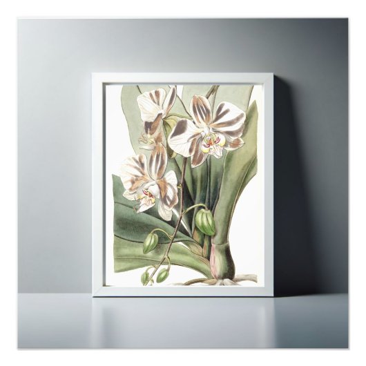 魅惑的なモスオーキッド繊細な花びら フォトプリント            (正面)