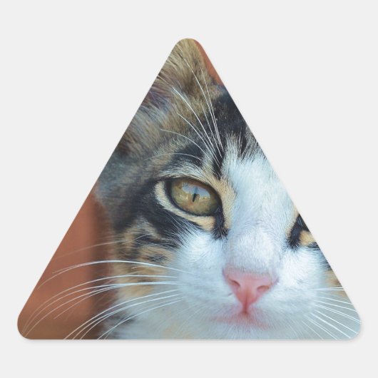 魅惑的な目をした甘い猫 三角形シール (正面)
