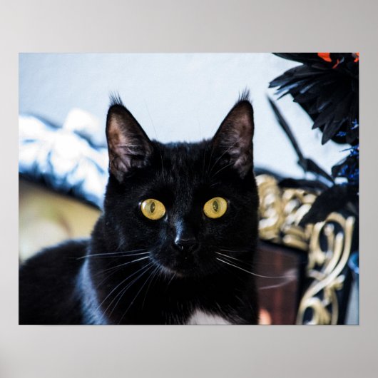 魔法のような子猫の目 ポスター (正面)