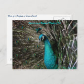 魔法のピーコック自然は絵はがき ポストカード (正面/裏面)