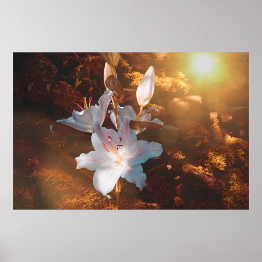 魔法のユリ –  ポスター (正面)