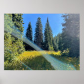 魔法の森 ポスター (正面)