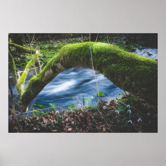 魔法の森 ポスター (正面)