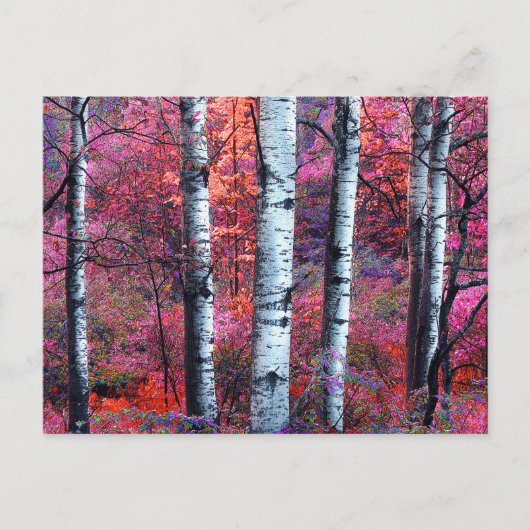 魔法の森 ポストカード (正面)