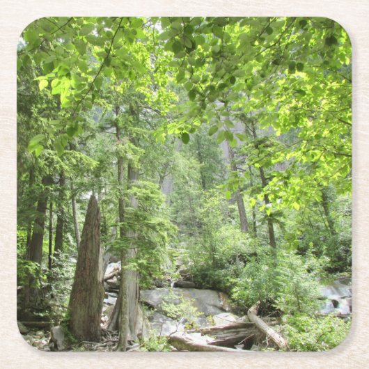 魔法の緑の森のシーン。 スクエアペーパーコースター (正面)