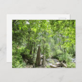魔法の緑の森のシーン。 ポストカード (正面/裏面)
