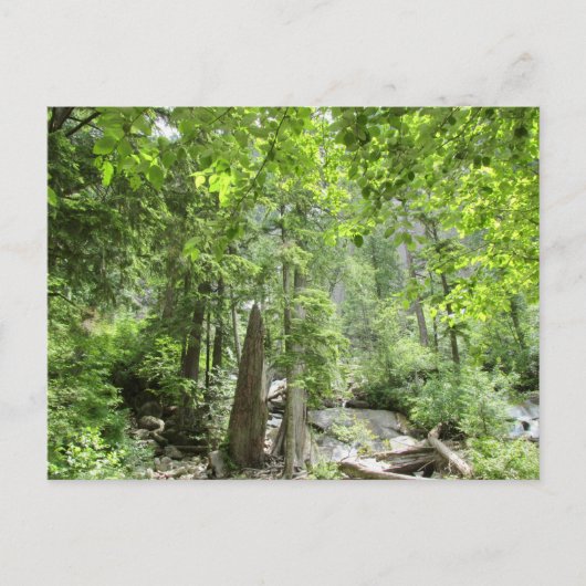 魔法の緑の森のシーン。 ポストカード (正面)
