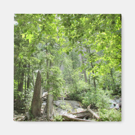 魔法の緑の森のシーン。 マグネット