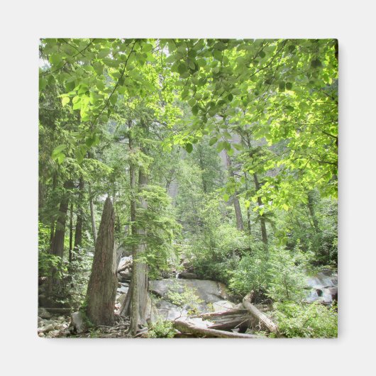 魔法の緑の森のシーン。 マグネット (正面)