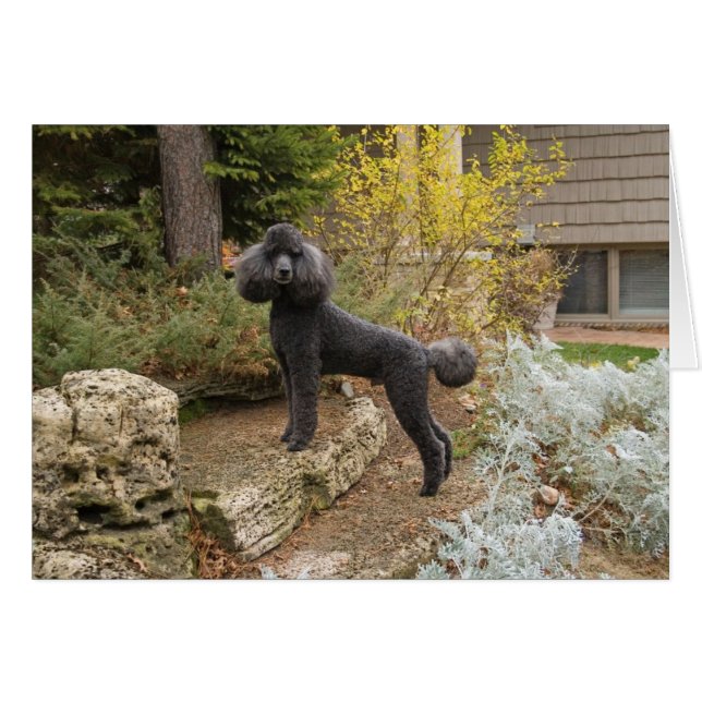 魔法をあなたの日に持って来ます…. (正面横)