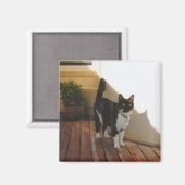 魔法キャッカスタマイズト –  マグネット (正面/裏面)